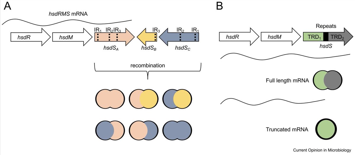 Check out Rachael Chanin, Ami Bhatt, and I's new mini-review on genomic structural variation in bacteria and how its often overlooked!

From genome structure to function: insights into structural variation ... sciencedirect.com/science/articl…
