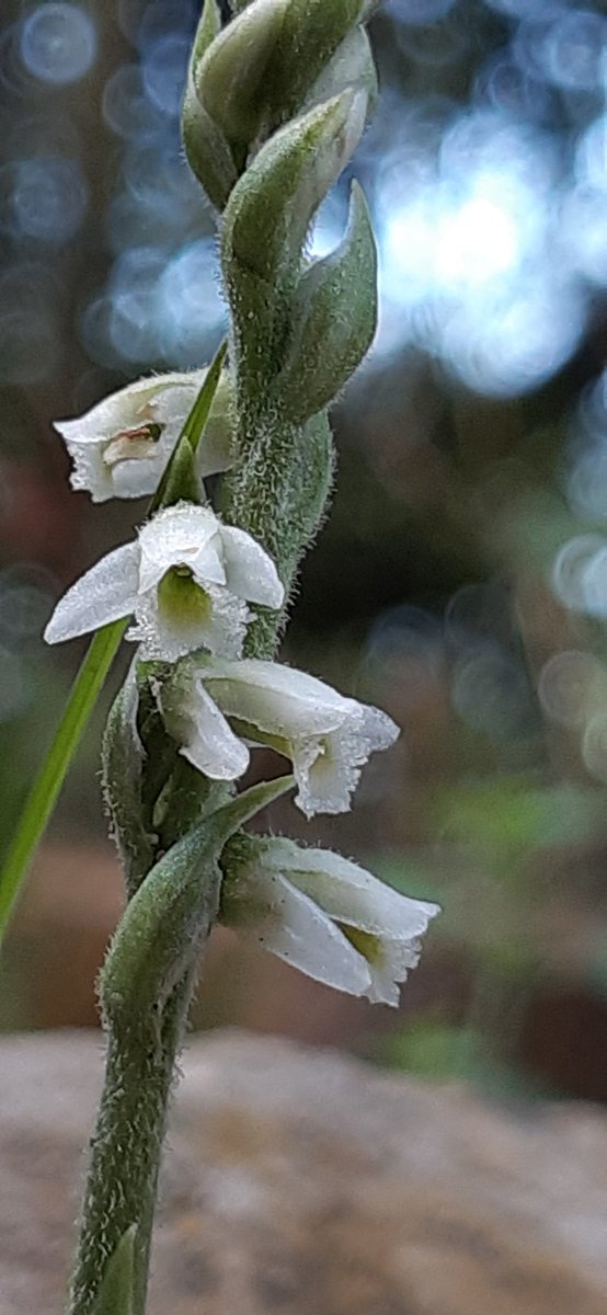 frederic fosalba julià tweet media