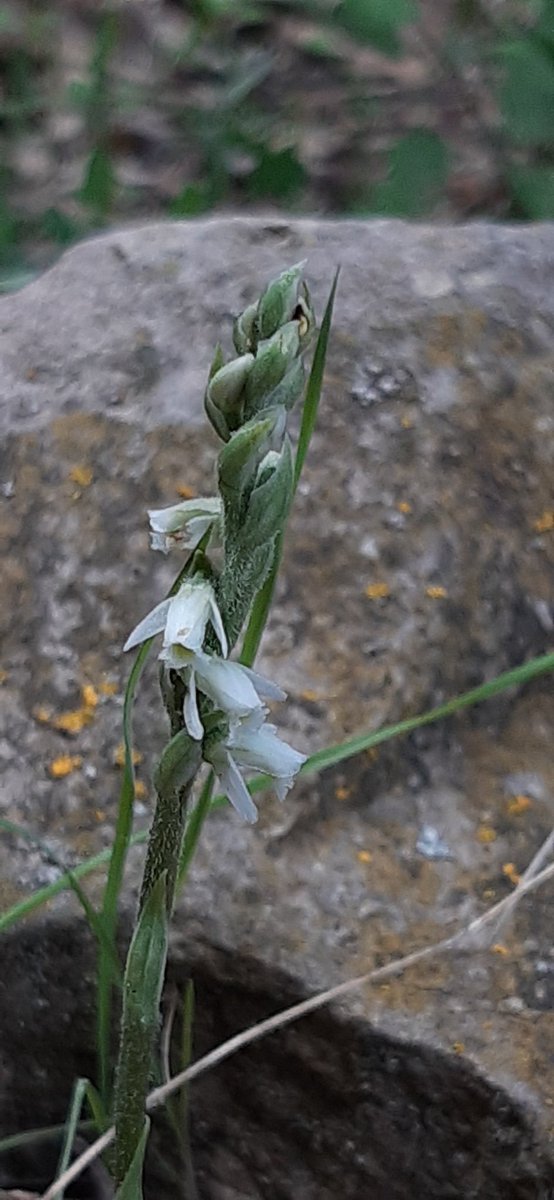 frederic fosalba julià tweet media