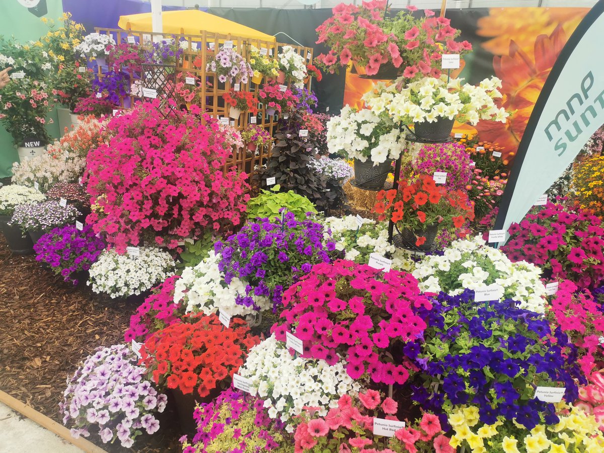 Very proud of the work my husband Paul puts into the shows, he is an excellent grower! This is his stand at this week's <a href="/FOTS50/">Four Oaks Trade Show 2022</a>, I may be biased but it was definitely 'Best in show' for Mnp Flowers