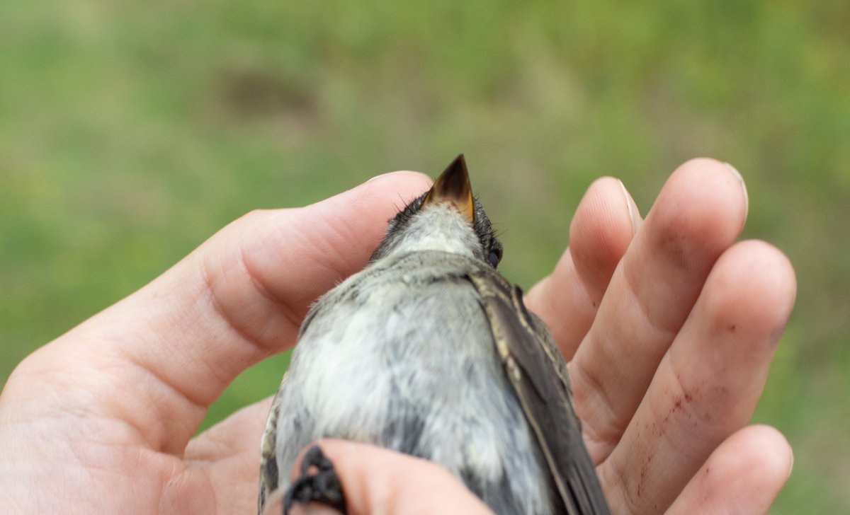 Incredible capture today by <a href="/pterodromas/">Ed Jenkins</a> at <a href="/briloonME/">Biodiversity Research Institute</a>’s banding station in West Falmouth: WESTERN WOOD-PEWEE!