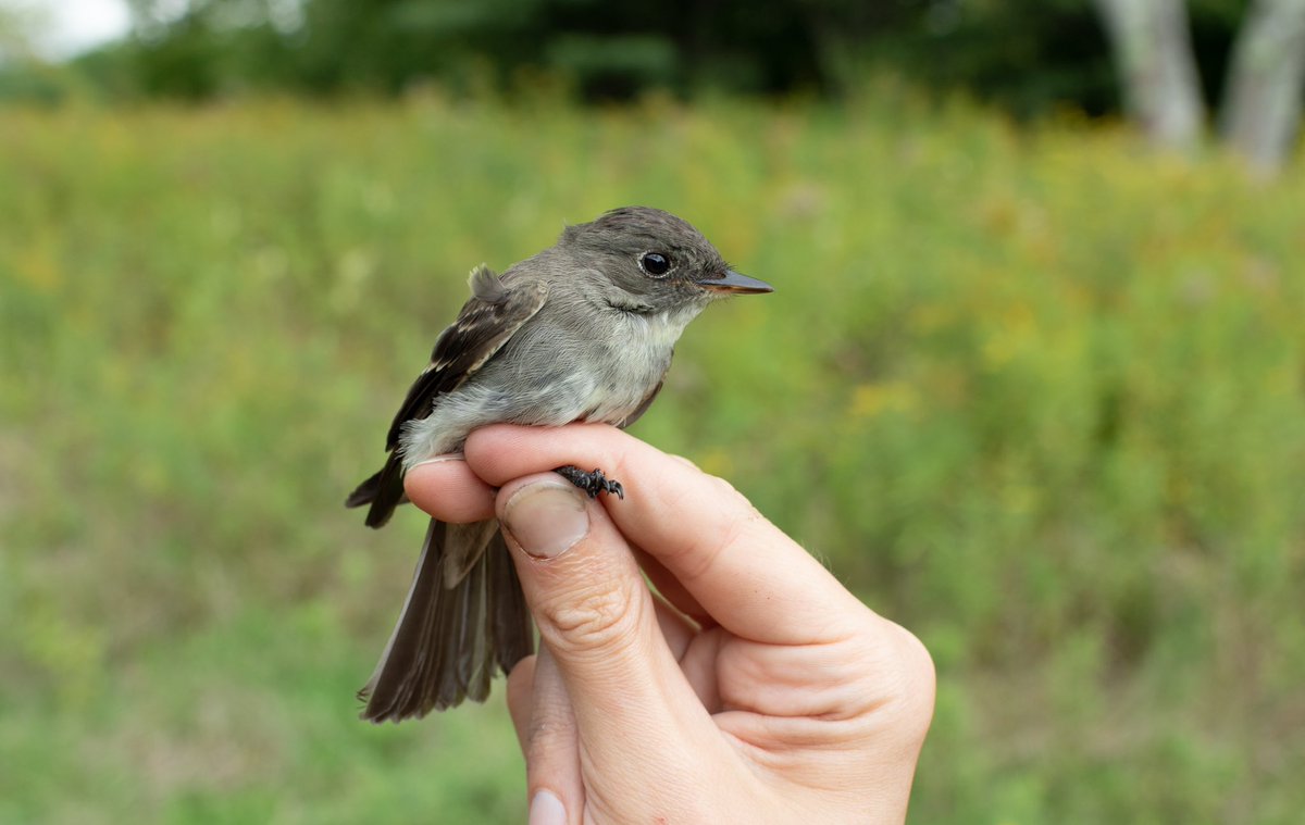 dhitchcox's tweet photo. Incredible capture today by @pterodromas at @briloonME’s banding station in West Falmouth: WESTERN WOOD-PEWEE! https://t.co/d3hQ5BFXI8
