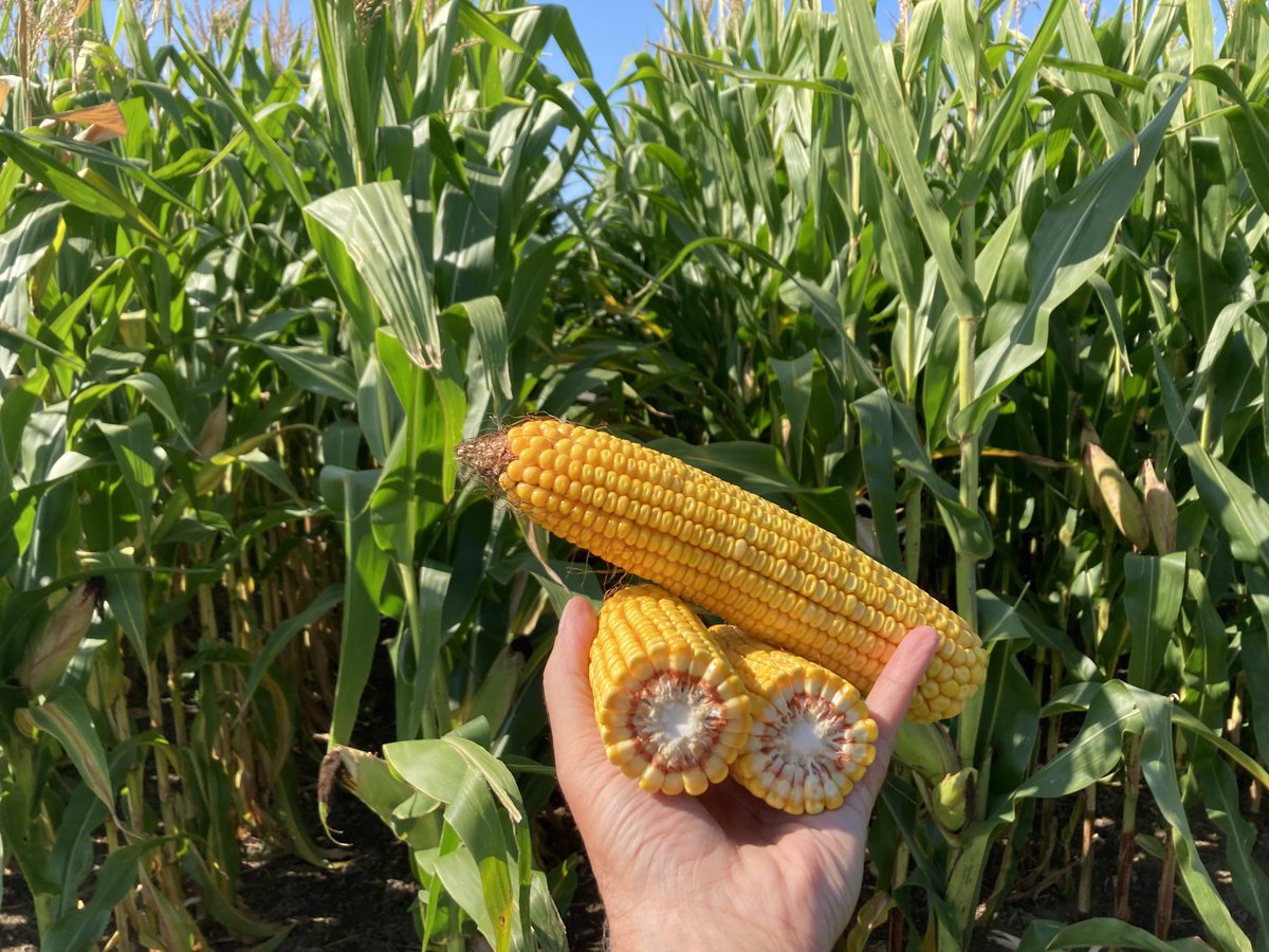 PRIDE Seed A6694G2 looking very good near Saint-Liboire Quebec