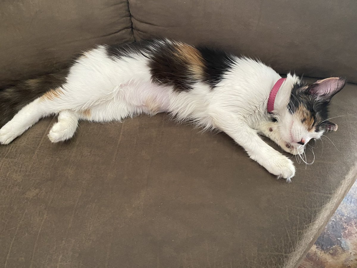 da smoochers tweet media