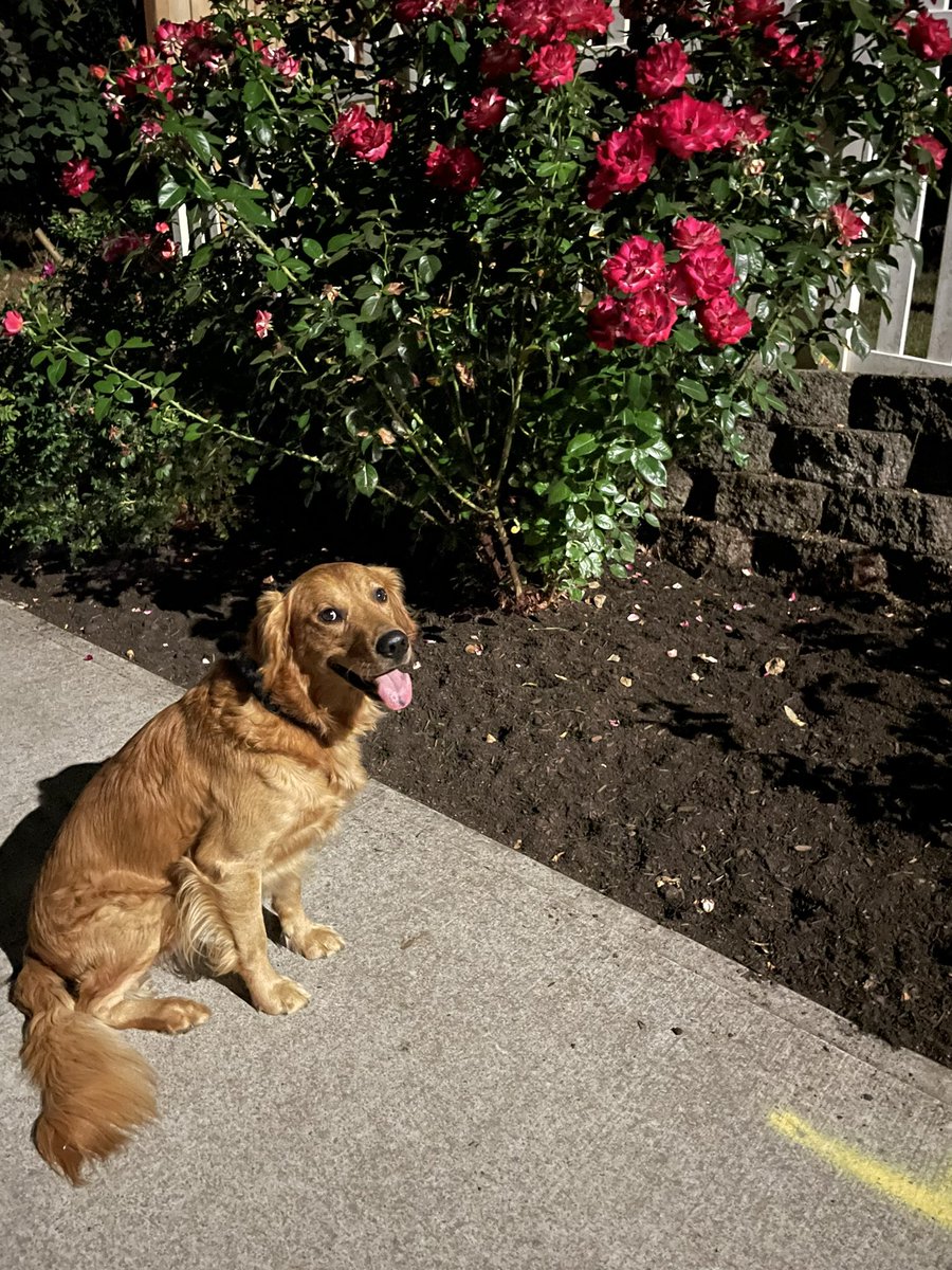 Battaboo's tweet photo. Roses are red, violets are blue, life is better when shared with you. Day 7 (September Floofs) #PhotoChallenge2022September #Roses #Red #GoldenRetriever https://t.co/CmHqEOgNBo