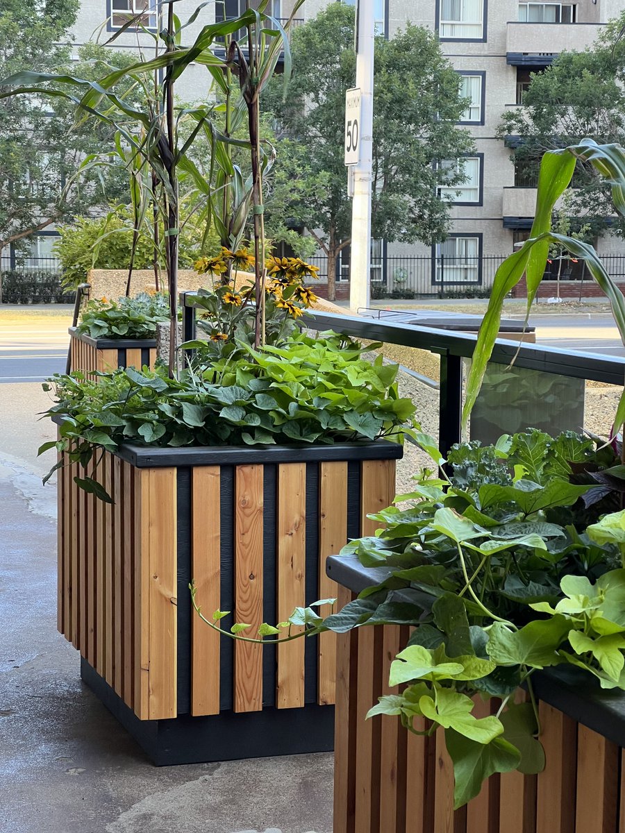chrisbuyze's tweet photo. We've had such positive reviews of our @BLDGinc  custom-designed wood planters we decided to offer them for sale. 

Find out how you can order your own Battle Lake Planter today! https://t.co/ij4sYFJ3wl

#gardening #design #edmonton https://t.co/yeDd247Ol8