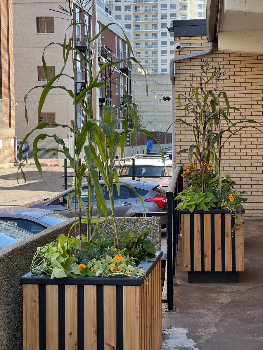 chrisbuyze's tweet photo. We've had such positive reviews of our @BLDGinc  custom-designed wood planters we decided to offer them for sale. 

Find out how you can order your own Battle Lake Planter today! https://t.co/ij4sYFJ3wl

#gardening #design #edmonton https://t.co/yeDd247Ol8