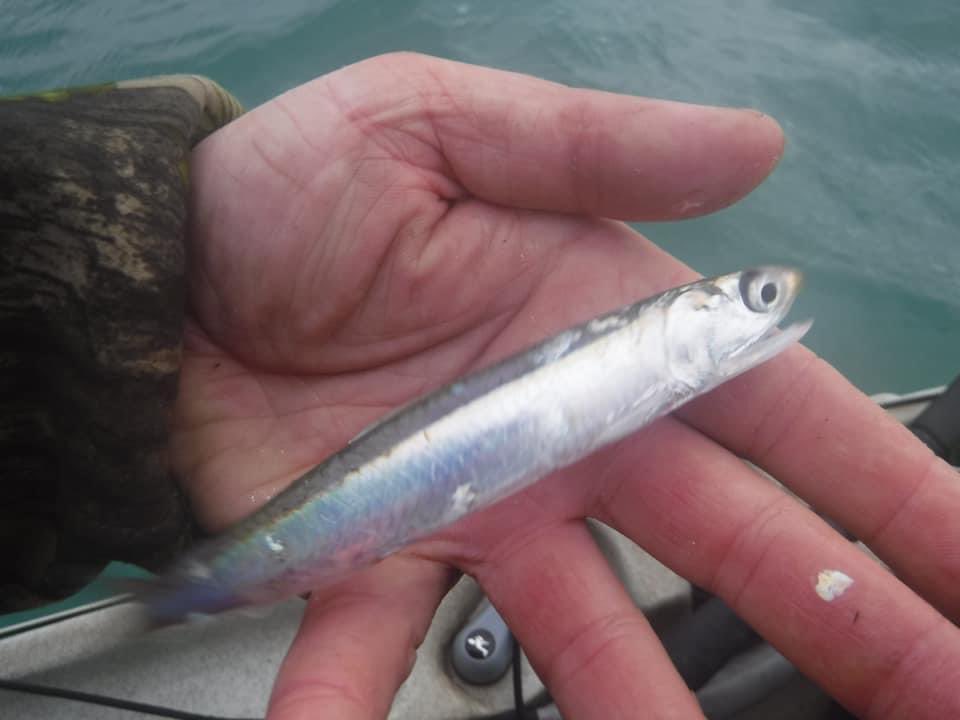 CarperblueF's tweet photo. #anchovy #rodandline #speciescollecting https://t.co/TcHCoGqWsc