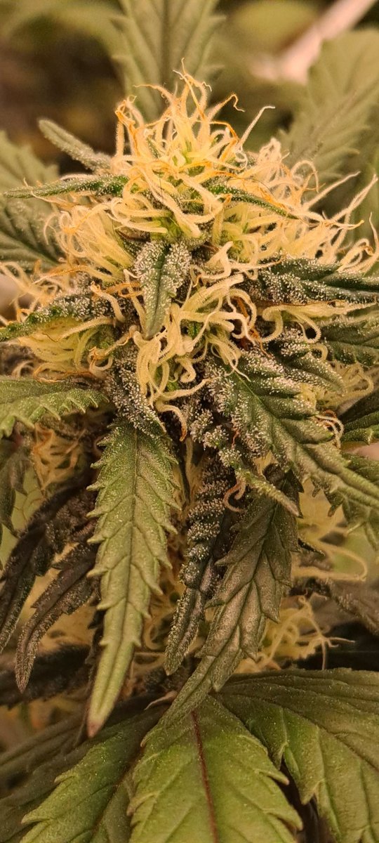 85Podge's tweet photo. D28🌸 GDB-(Grand Daddy Bruce) #Growyourown #Right2Grow #insomniacsufferer  #patientsforsafeaccess #CannabisreformIreland #Ireland #CannabisCommunity #cannabisculture #Legalise #cannabis #luv2Grow  #timeforchange  #standupforyourrights 🇮🇪 https://t.co/z3f3m4zOl2