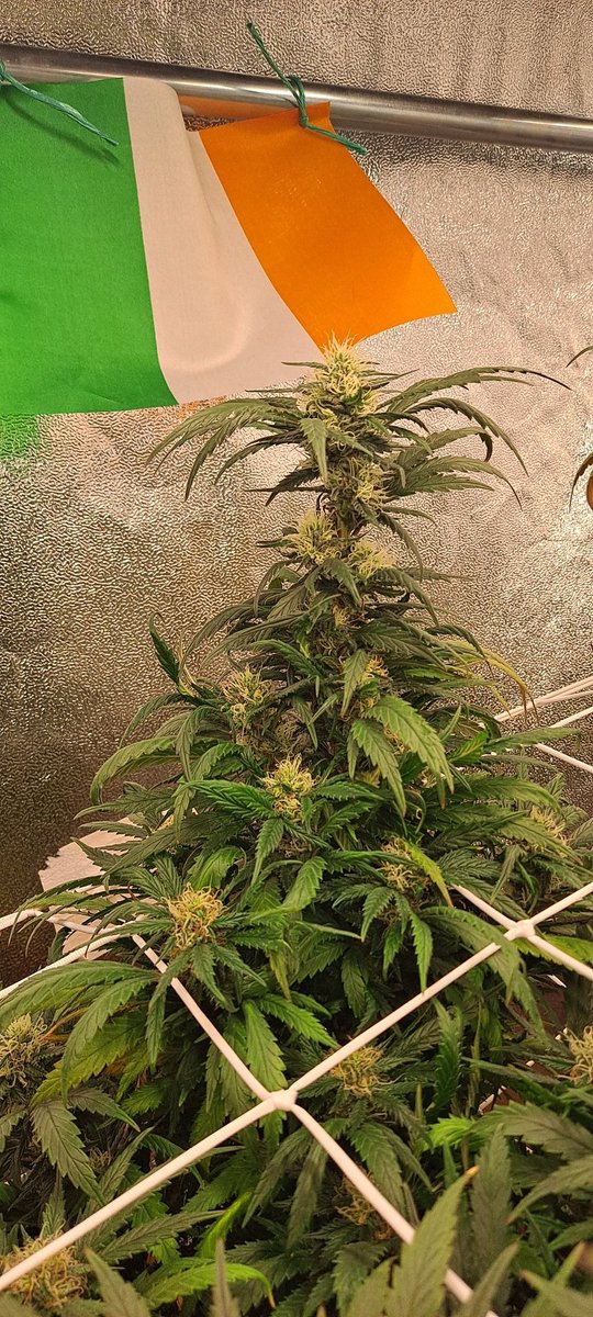 85Podge's tweet photo. D28🌸 GDB-(Grand Daddy Bruce) #Growyourown #Right2Grow #insomniacsufferer  #patientsforsafeaccess #CannabisreformIreland #Ireland #CannabisCommunity #cannabisculture #Legalise #cannabis #luv2Grow  #timeforchange  #standupforyourrights 🇮🇪 https://t.co/z3f3m4zOl2