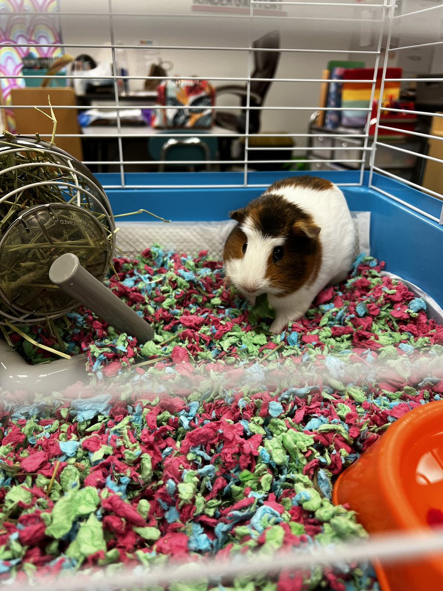 MrsKaliHarris's tweet photo. How else do you introduce your class Guinea pig to your kids other than in a Guinea pig suit?! Welcome Sparkles to the fam! ✨ #lifedream #classpet #salemrollinstrong @SalemElementary https://t.co/pzFyM7Q7O2