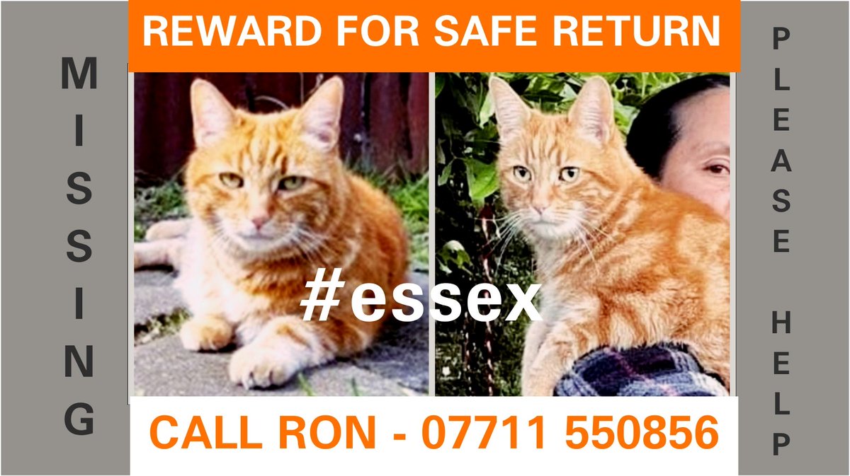 WrennHaye's tweet photo. HAVE YOU SEEN HIM? Please call with sightings or call Scan Angel to check chip. Thank you for your help.  @Southend0nSea @YourSouthend @WestcliffonSea @LeighOnSeacom #gingercat @Essex_Echo https://t.co/F75S2HO6Ow