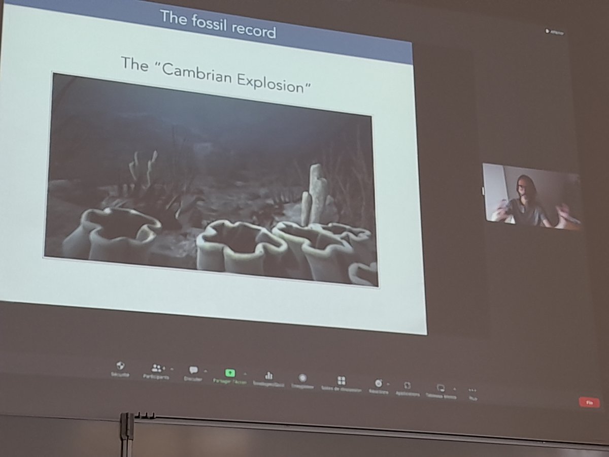 JacksonSarto's tweet photo. Last #EASPLS talk of the day by @multicellgenome. We need landmarks to understand phenomena in nature and our best landmarks to understand the emergence of animals are evolutionary transitions. Mind-blowing & beautiful extant examples as well as fossils records. https://t.co/F0eFKUxT4V