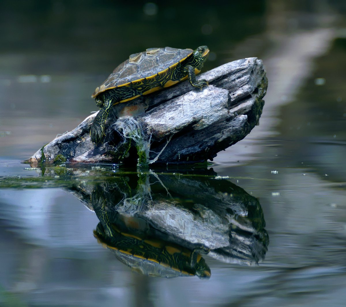 ZehrKeith's tweet photo. Northern map turtle (Graptemys geographica) hanging out in the swamp at Long Point State Park.

#photography #reptilephotography #turtle #northernmapturtle #wildlifephotography #NaturePhotography
#LongPointStateParkNY #Nikond5100 https://t.co/yOPuUdJIh1