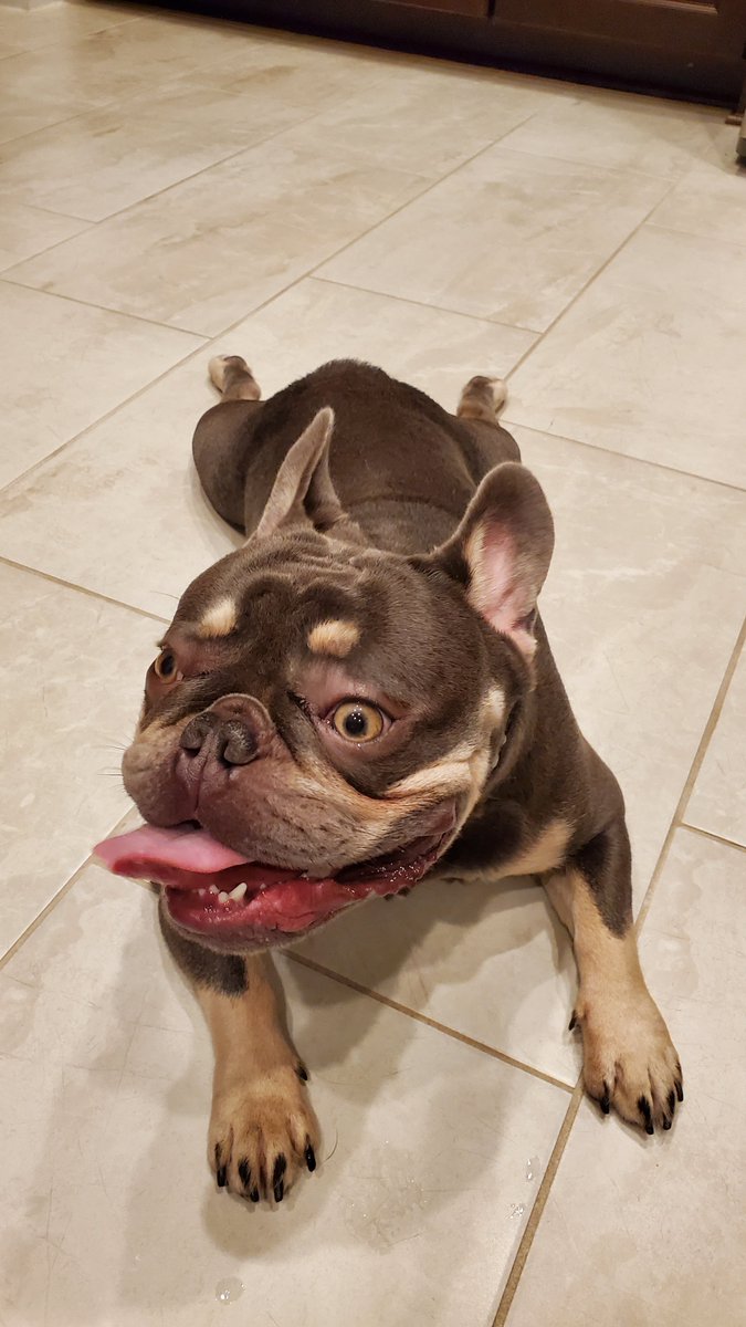 ZeusKnows1's tweet photo. @29_chubbyAmelia Another scorcher  🥵🔥, me cool off ... need ice 🥶
#zeusknows #frenchbulldog https://t.co/wCBhgsQnLa