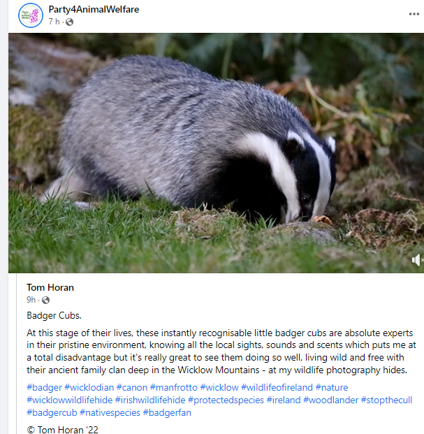 AnimalPartyIE's tweet photo. https://t.co/m5zQuujK6x  At this stage of their lives, these instantly recognizable little badger cubs are absolute experts in their pristine environment #woodlander #stopthecull #badgercub #nativespecies #badgerfan https://t.co/TD846nUkfB