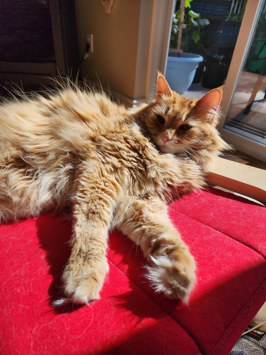 Yooncakes's tweet photo. Sunbathing ☀️🍊 https://t.co/fT8S7OUuxt
