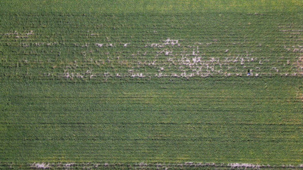 <a href="/kpmacmillanUM/">Kristen MacMillan</a> Here is an aerial photo of one of our plot trials with genes that fit the field ( lower half )and genes that don't fit the field (upper half). 

We will be happy to share yield per acre mid-October.