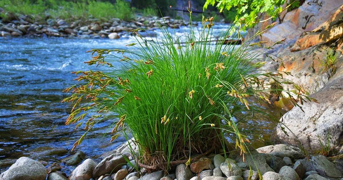LureResort's tweet photo. Riverside days call for admiring the plants, flowers and foliage that thrive along the Yuba!

#LureResort #LureLife #LostSierra #adventuredestination #getaway #cabincamping #campfire #summernights #vacationstay #northerncalifornia #destination #adventure #goldrush #SierraTrails https://t.co/RftgdpVmJG