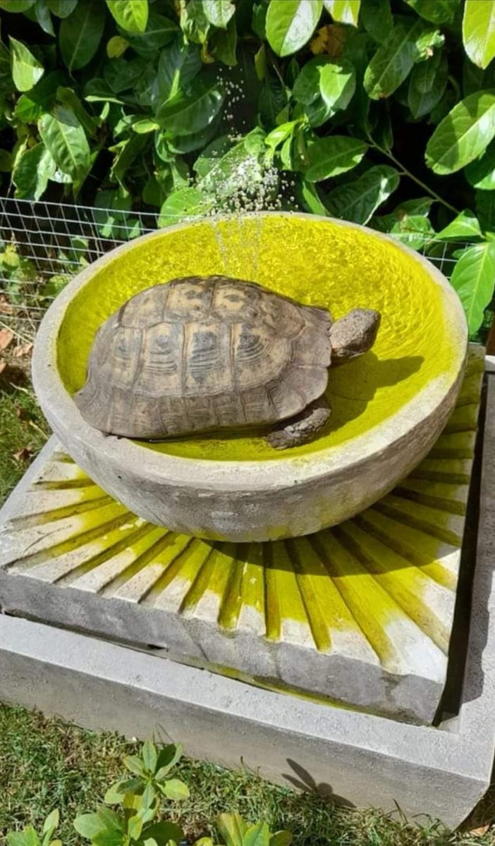 The_Animal_Team's tweet photo. Daisy #tortoise is still missing from #Occold #Eye #Suffolk. βοΈ07429690033 if you are in that area & have any information. https://t.co/A1sHfm70pv #LostTortoise #MissingTortoise https://t.co/A228ySJPt7