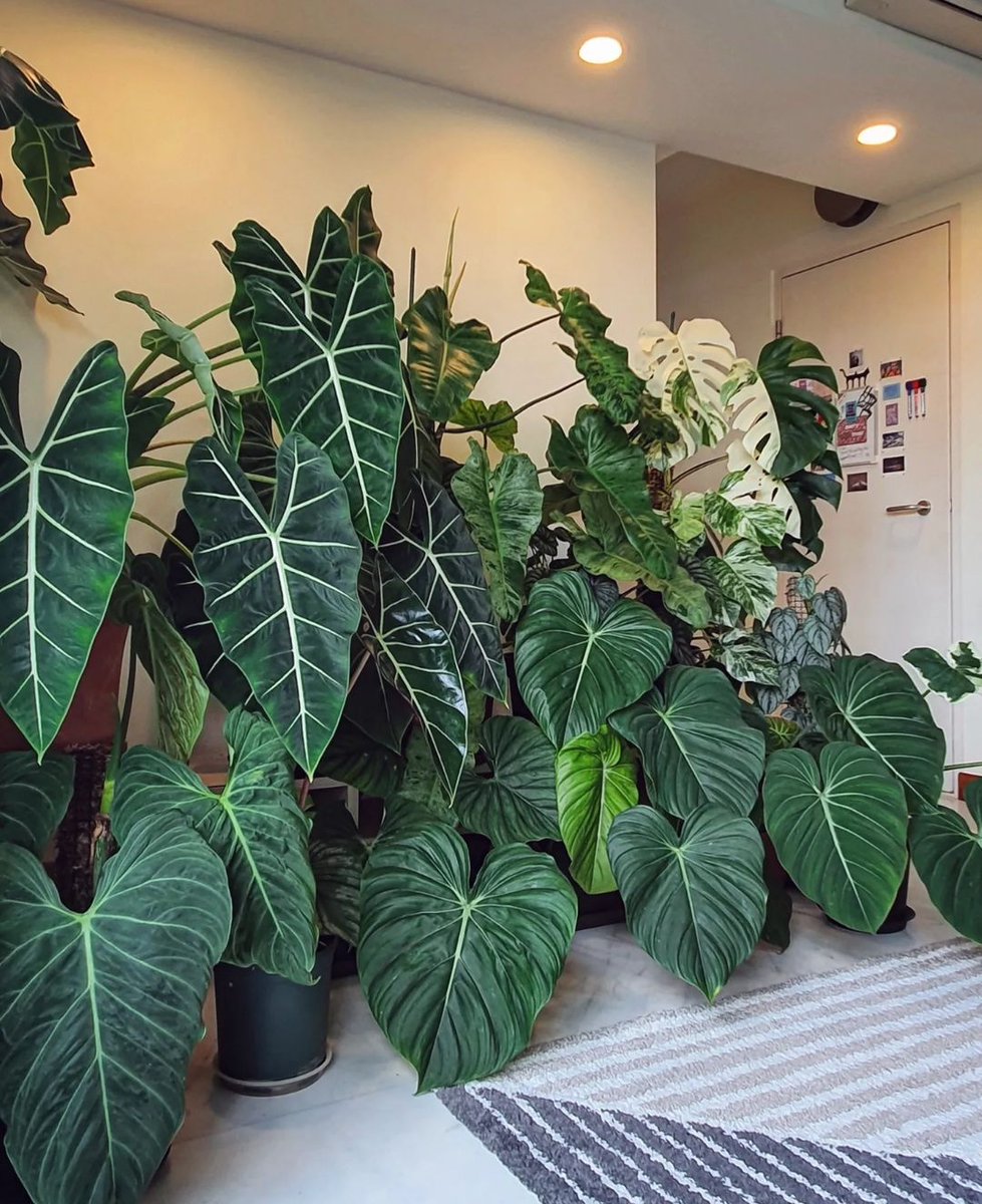 A remarkable plant corner 🌿