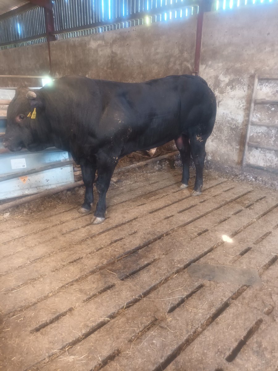 deadweightfarm's tweet photo. Killed this pietmontise bull out of  (PI4566) gene ireland bull @herdwatch 14 month old on the 19th of August    
623kgs leaving the yard killed 433kgs dead weight 69.5% killout grade E=2= https://t.co/zqmx0kjKtt
