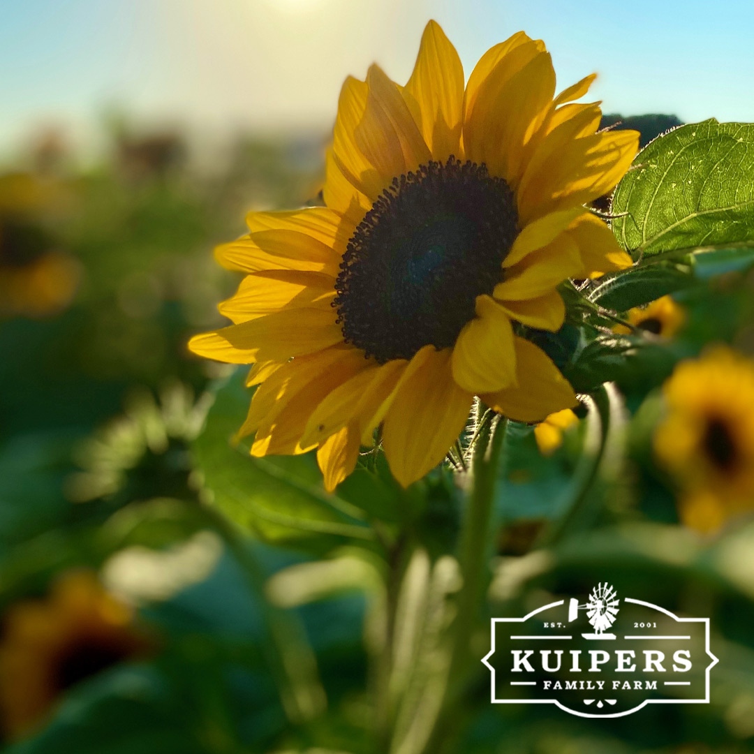 kuipersfarm's tweet photo. The #KuipersFamilyFarm Sunflower Festival continues. Be sure to plan a visit before it's too late. Come stroll through the flowers, take photos and enjoy the beautiful scenery of late-summer! For information about all our fall events, visit https://t.co/sSHdSk50Bh. https://t.co/8CvTest3n4