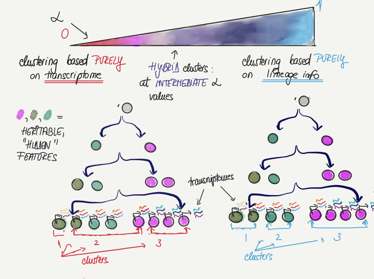 Ruxandra Teslo 🧬 tweet media