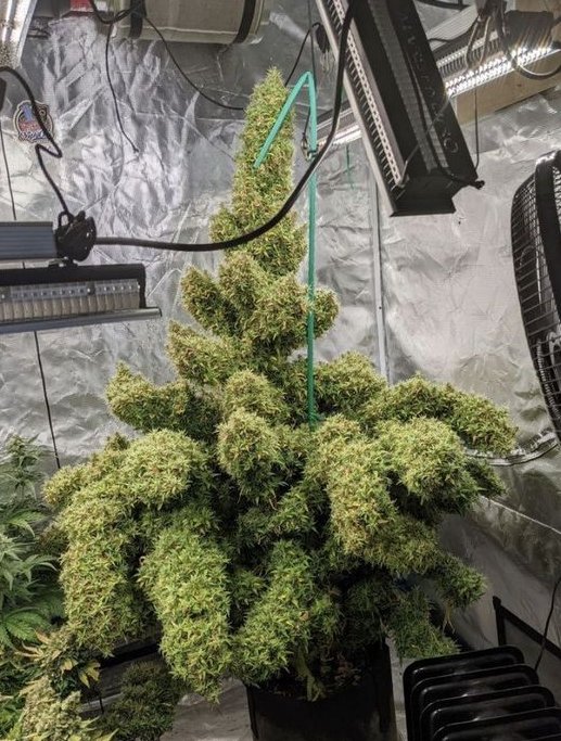 Bruce Banner. 🍃🌿

Read: bit.ly/3QxQsK4