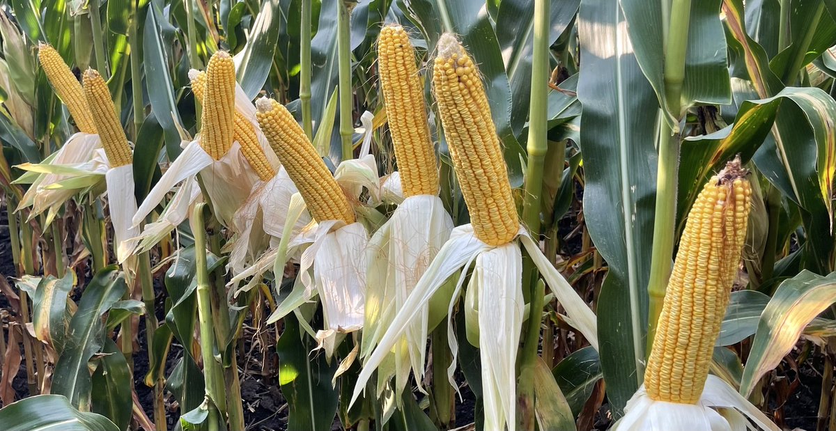 brent_scamehorn's tweet photo. This @NKSeeds 1188-5122 is looking to finish very strong.  Showing great stalk strength and disease control.  3/4 milk line showing here today.  Ears are averaging 16x44 @ 34.6k population. https://t.co/tdoZWgApfu