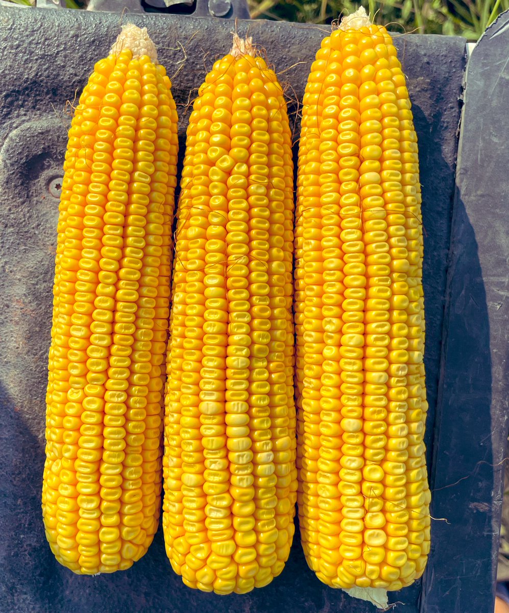 brent_scamehorn's tweet photo. This @NKSeeds 1188-5122 is looking to finish very strong.  Showing great stalk strength and disease control.  3/4 milk line showing here today.  Ears are averaging 16x44 @ 34.6k population. https://t.co/tdoZWgApfu