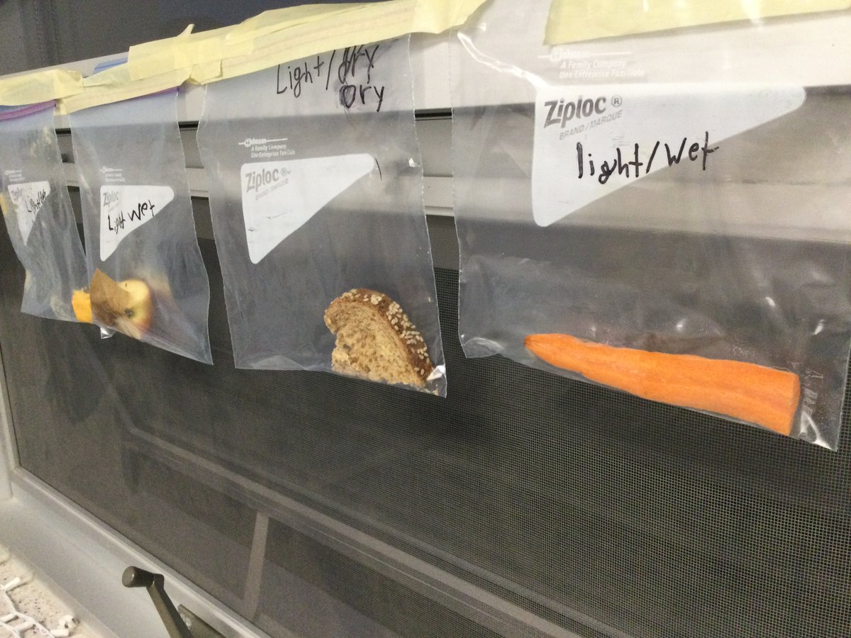 MrHuntersClass's tweet image. Our growing mould experiment is underway. A shout out to wordle for the connection to the students&apos; Science learning over the past 2 weeks.