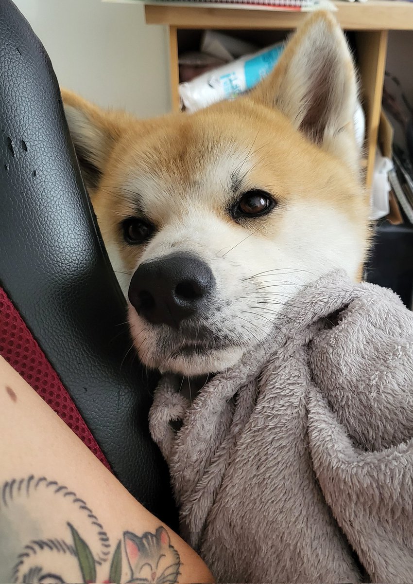 MarineHoshi's tweet photo. @lixiviatio Buébué snow qui t'envoie du love :dogelove: https://t.co/fyfELmnOM0