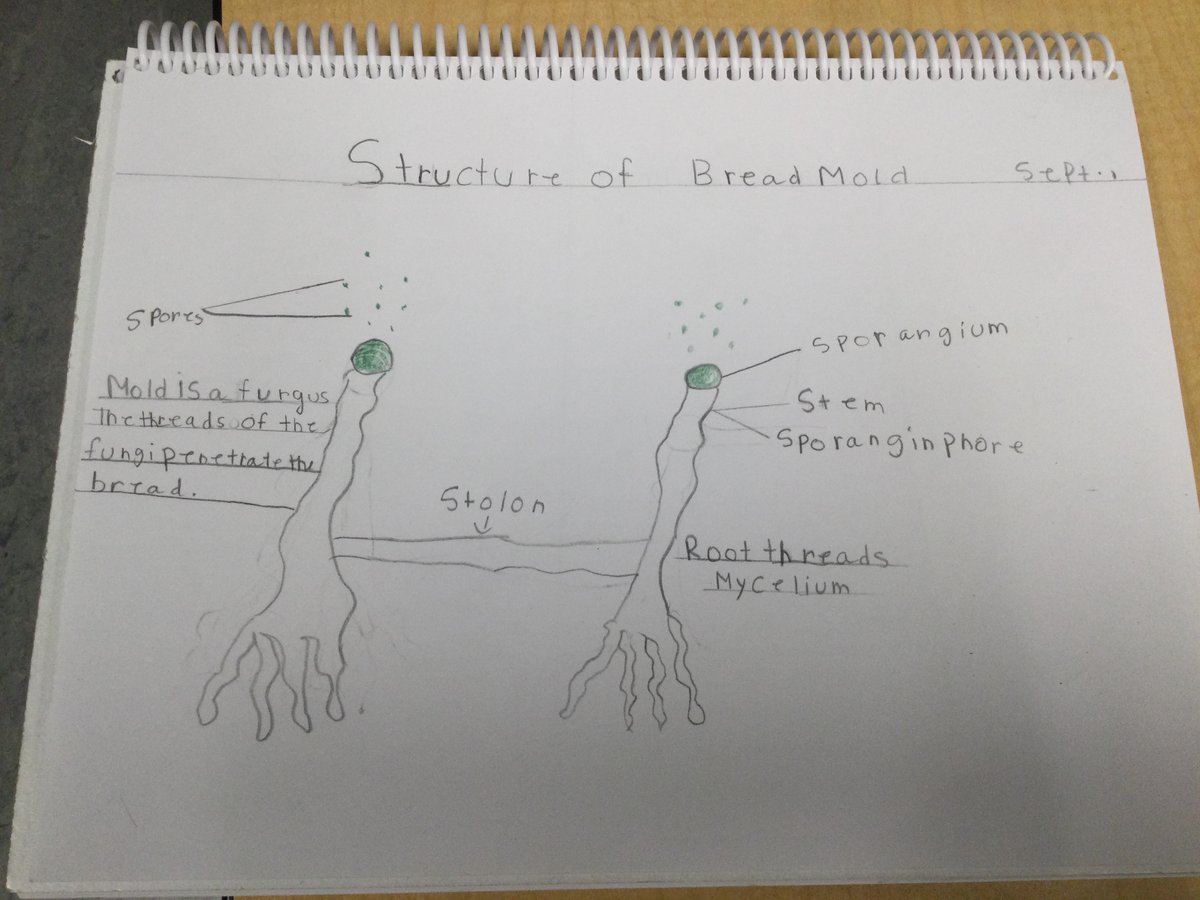 MrHuntersClass's tweet image. Our growing mould experiment is underway. A shout out to wordle for the connection to the students&apos; Science learning over the past 2 weeks.
