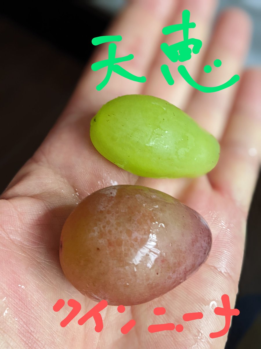 3132502Diamond's tweet photo. 愛知のぶどう
イチオシはぶどうらしい味のクインニーナ
甘いのは シャインマスカットの交配新種『天恵  』 https://t.co/ecsJEy0KJD