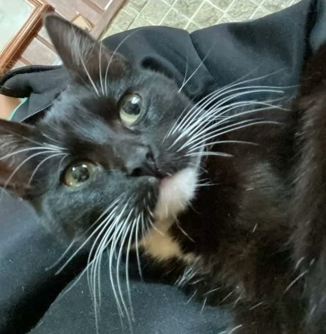 TuayudaesONG's tweet photo. Gatita en ADOPCIÓN RESPONSABLE 💛

Si te interesa adoptarla, comuncate con nosotras https://t.co/ktOIip2Ro6