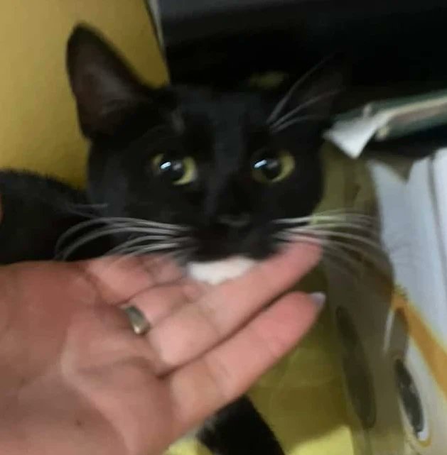 TuayudaesONG's tweet photo. Gatita en ADOPCIÓN RESPONSABLE 💛

Si te interesa adoptarla, comuncate con nosotras https://t.co/ktOIip2Ro6