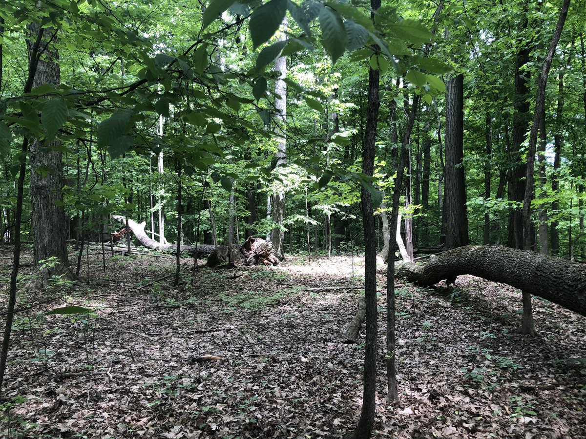 LostArrowSports's tweet photo. Registration is open for our next two events in October - GOAR and Legend of the Dogman. GOAR is a 6hr Adventure Race 10/15 &amp; Dogman is a 4hr/10hr Rogaine 10/29. #AdventureRacing #Orienteering #Navigation
 https://t.co/lhYapd6FYY https://t.co/9Lz7mOXBjG