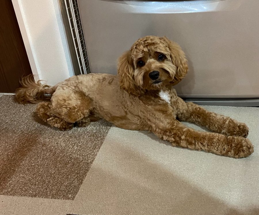 コッカプー子犬販売の平均値段相場は 22年最新の人気色ランキングも紹介 ワンコと一緒にハッピーライフ