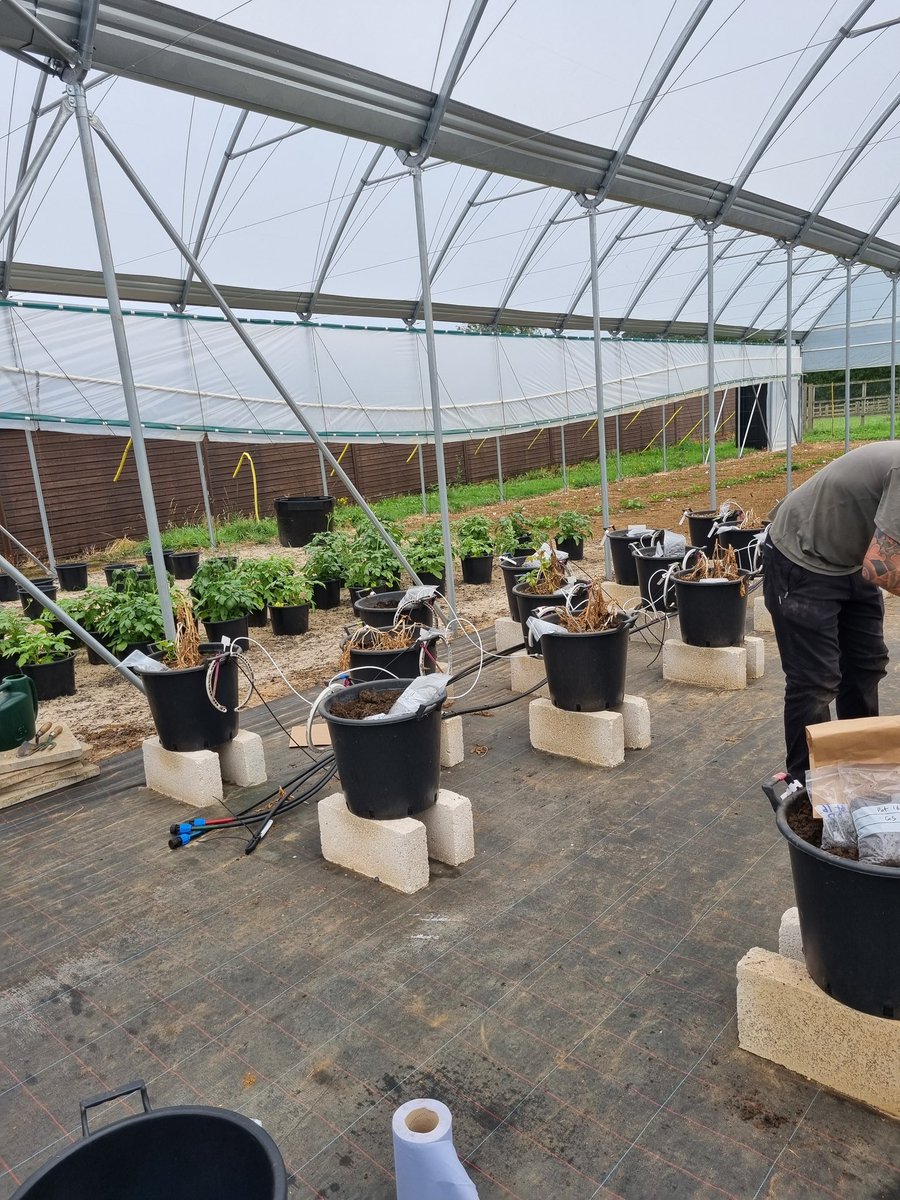 AnaisChanson's tweet photo. After 3 months of experiment, all hands on deck for the big harvest day!
@LIATLincoln @iain_gould @MMagiltonSoil @profmatgoddard @EJPSOIL @BBSRC https://t.co/wQPPngTF9v