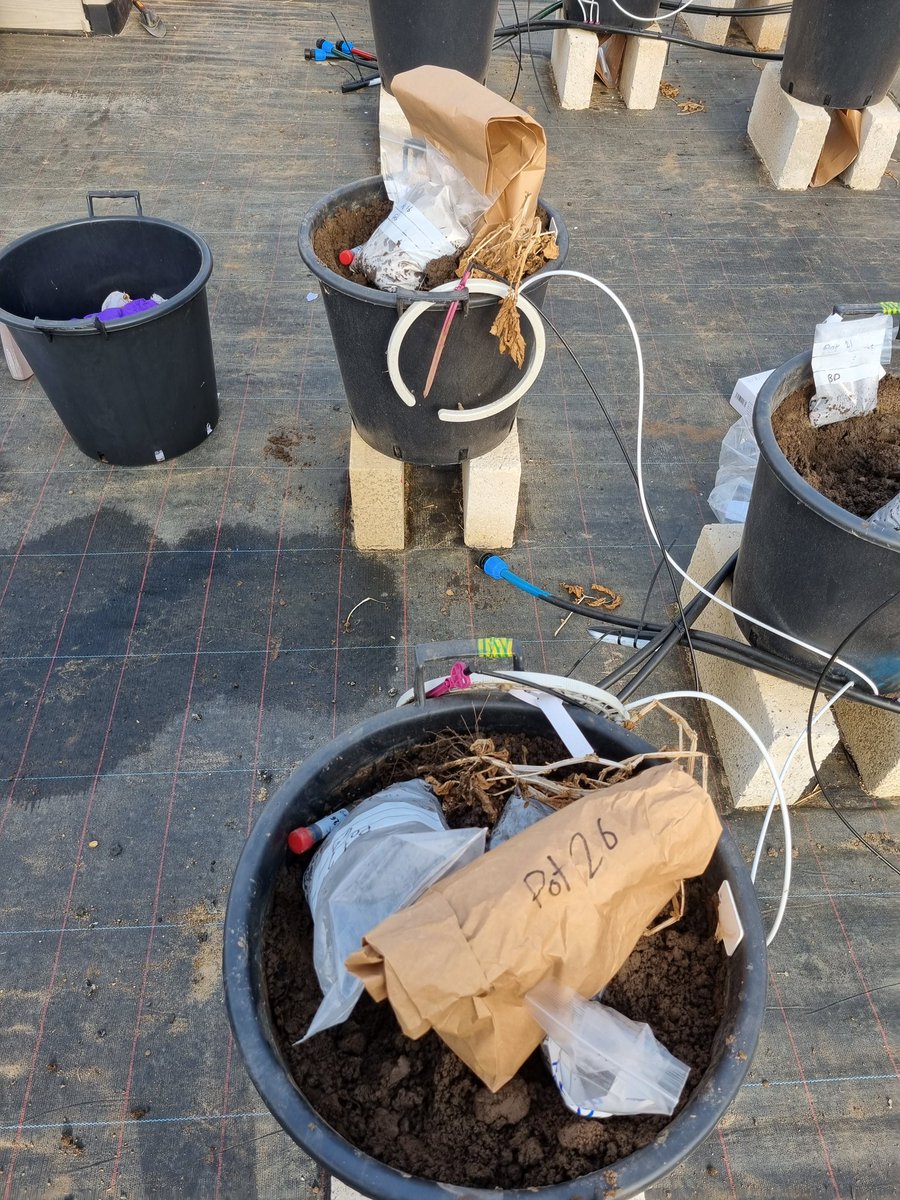 AnaisChanson's tweet photo. After 3 months of experiment, all hands on deck for the big harvest day!
@LIATLincoln @iain_gould @MMagiltonSoil @profmatgoddard @EJPSOIL @BBSRC https://t.co/wQPPngTF9v