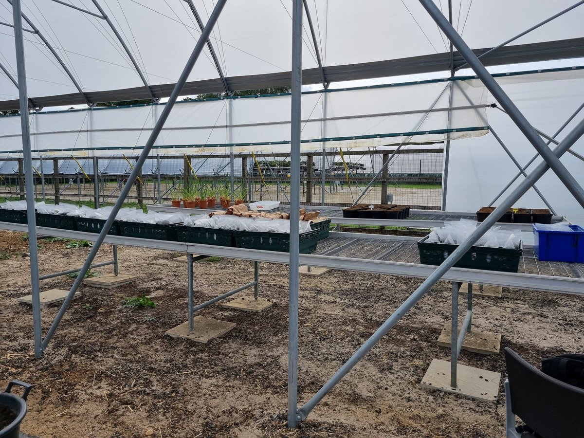 AnaisChanson's tweet photo. After 3 months of experiment, all hands on deck for the big harvest day!
@LIATLincoln @iain_gould @MMagiltonSoil @profmatgoddard @EJPSOIL @BBSRC https://t.co/wQPPngTF9v