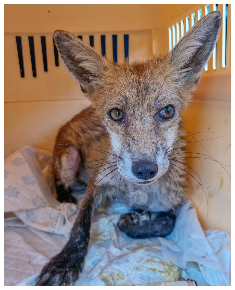 It's not been a good year for fox's unfortunately this is just one of half a dozen that we have collected in Denton alone this year that have either passed away or had to be put to sleep