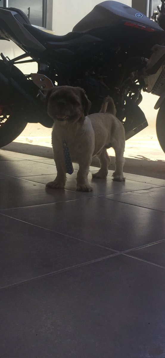VitorSerqueira1's tweet photo. Manda um alô aqui para Posse Goiás.
Meu dog Paçoca ligado no Cidade alerta. #meupetnocidadealerta 
VITOR SERQUEIRA https://t.co/m6LUMAuXa6