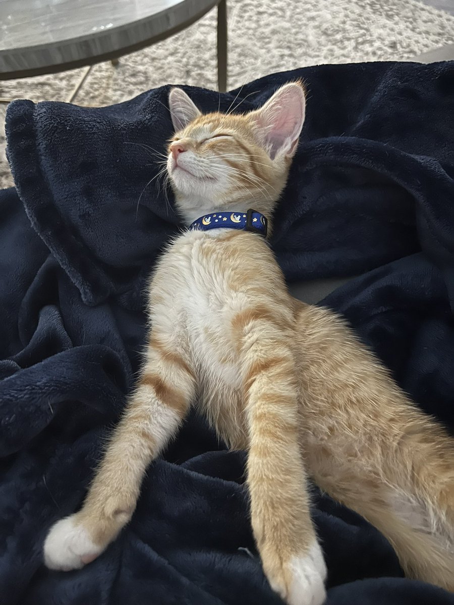 Marmalade_cat1's tweet photo. Super kitten dreams!!!! https://t.co/6QhCgwBZJl