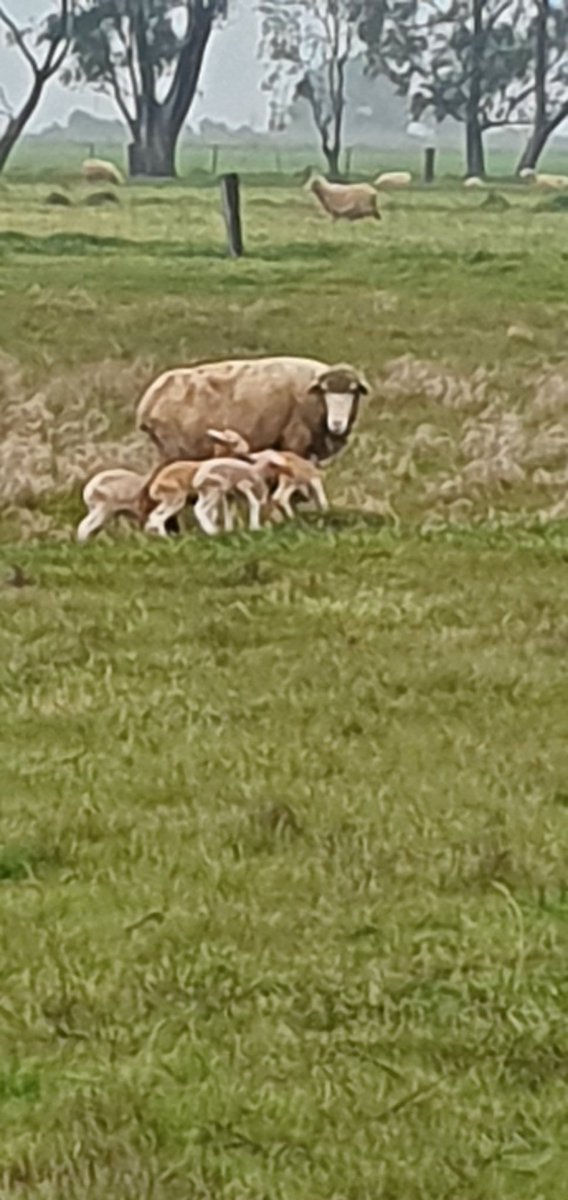 Can anyone beat this? Quad lambs in a ewe that was scanned as a single. Sometimes wonder why I even bother scanning. 🤦‍♂️
