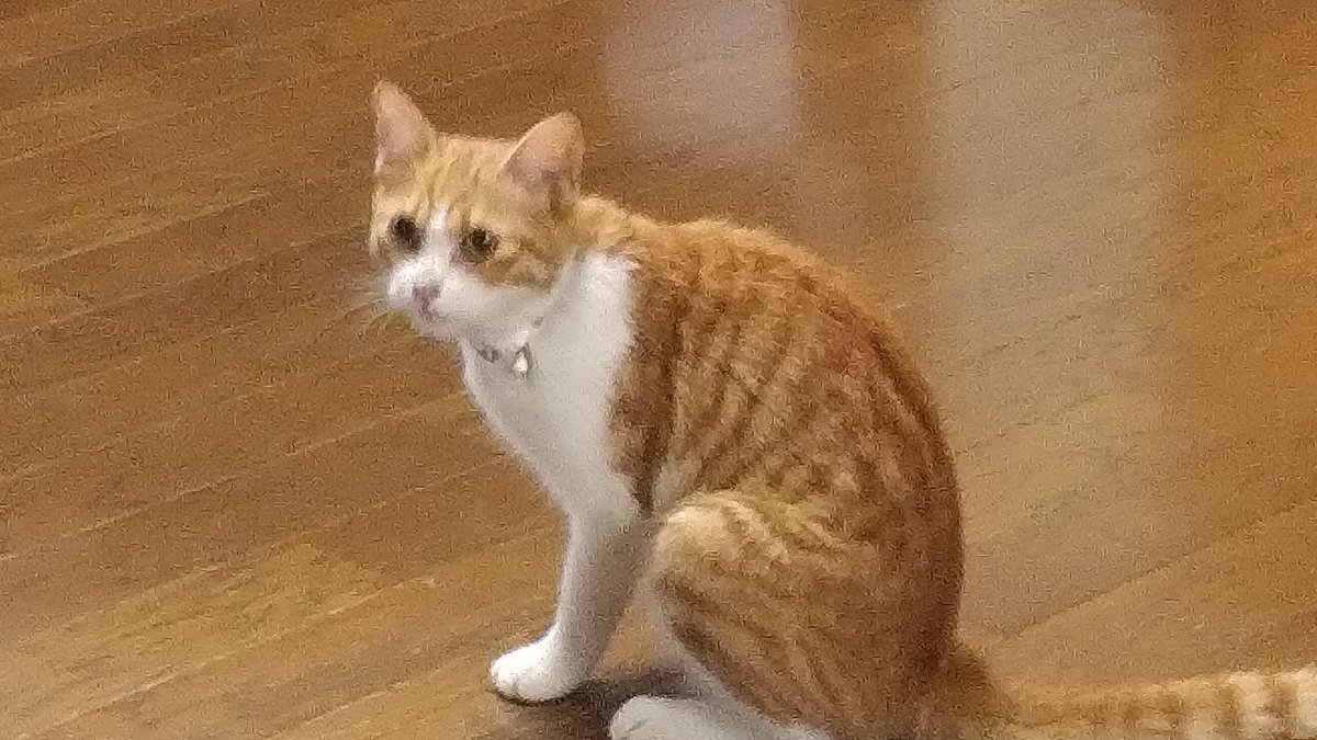 hsatochan1's tweet photo. 2022年9月8日早朝に群馬県館林市��部にて迷子猫を保護しました。
昨夜は雨にも関わらず体が濡れていないので近くの仔とも思えます。
鈴の付いた首輪してます。
人懐っこい♀の子です。
飼い主方、心当たりのある方からのDMでの連絡お待ちしております。
#拡散希望︎
#迷子猫　
#保護猫 
#群馬
#館林 https://t.co/MCWTCdiKY3