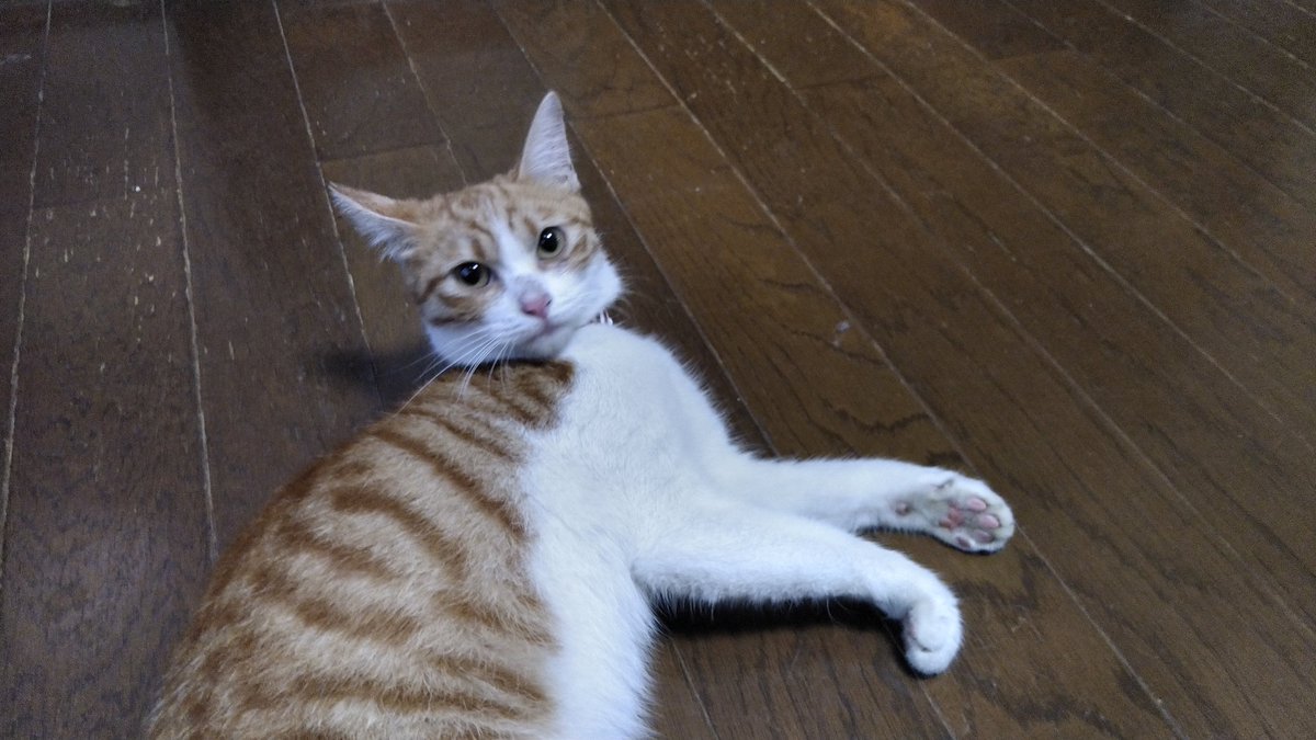 hsatochan1's tweet photo. 2022年9月8日早朝に群馬県館林市��部にて迷子猫を保護しました。
昨夜は雨にも関わらず体が濡れていないので近くの仔とも思えます。
鈴の付いた首輪してます。
人懐っこい♀の子です。
飼い主方、心当たりのある方からのDMでの連絡お待ちしております。
#拡散希望︎
#迷子猫　
#保護猫 
#群馬
#館林 https://t.co/MCWTCdiKY3