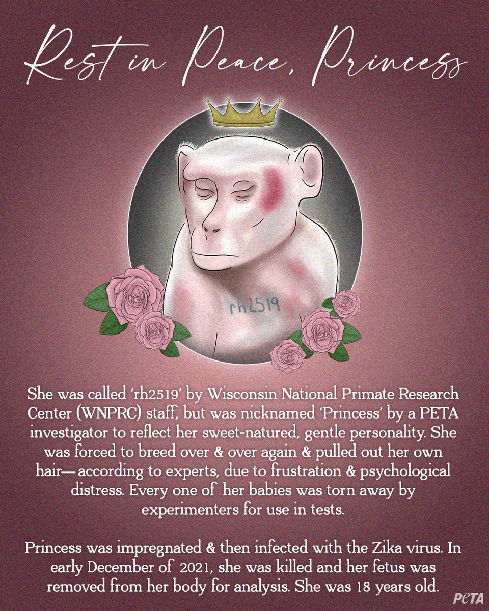peta's tweet photo. She was named Princess, but her sad life in a cold, barren @UWMadison lab was anything but a fairy tale 💔 https://t.co/AIMVp4vOVi