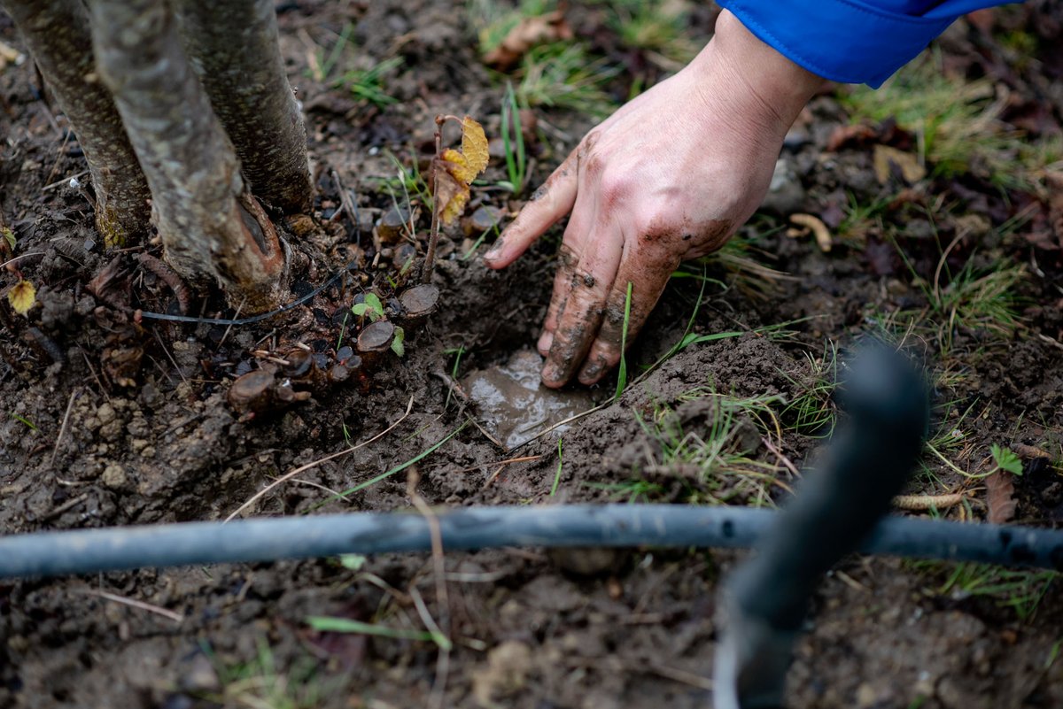 Are you concerned about properly watering your truffle orchard? 

Due to the increasing uncertainty of weather trends across the United States, we recommend installing a proper irrigation system to ensure a healthy crop. 

americantruffle.com #AmericanTruffleCompany®
